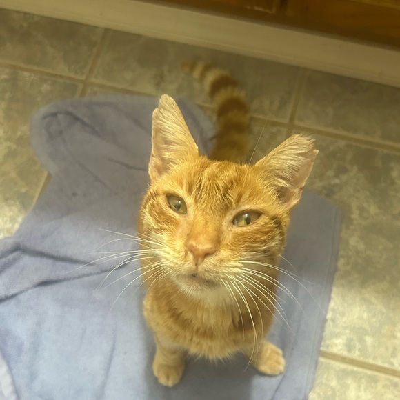 Meet your Posher, Linette - Picture 7 of 8